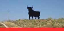 Bull