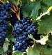 grapes