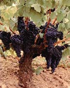Wir bieten Verkauf ab Lager, Weinverkostungen , Weinproben bei Ihnen zu Hause, Weinberatung und Weinseminare.